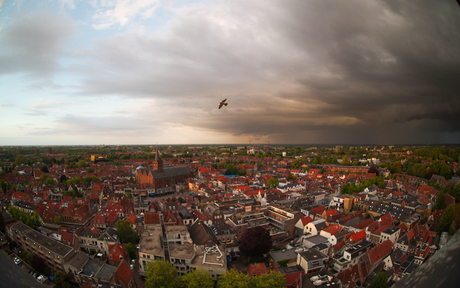 Amersfoort, stad van de slechtvalken