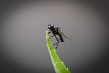 Zomaar een vlieg in de tuin