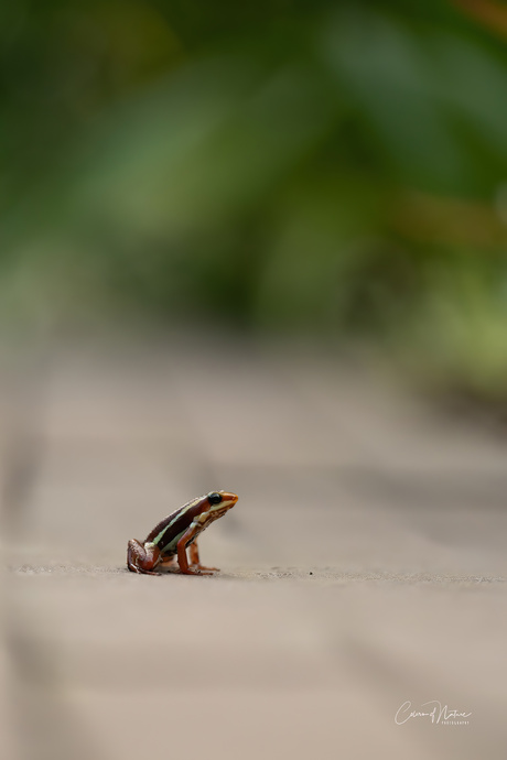 Epipedobates tricolor..-
