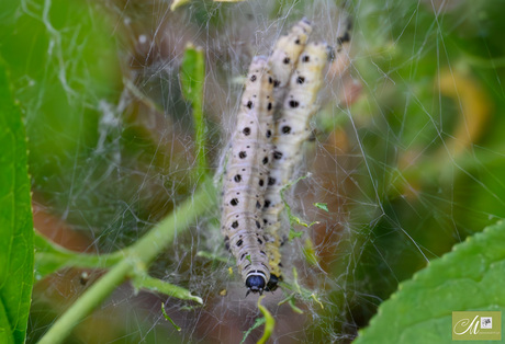 Spinselmotten