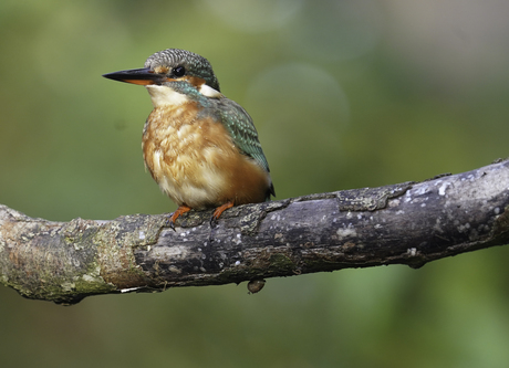 Ijsvogeltje