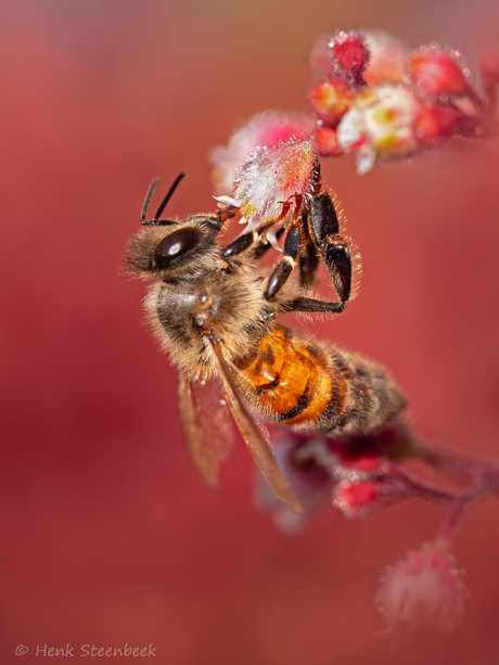 Smullen van de nectar