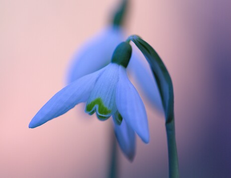 Sneeuwklokje