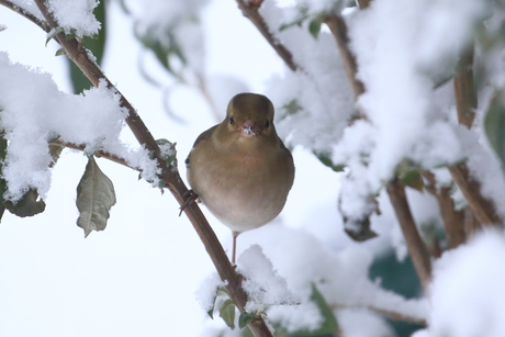 Vink schuilt voor de sneeuwval