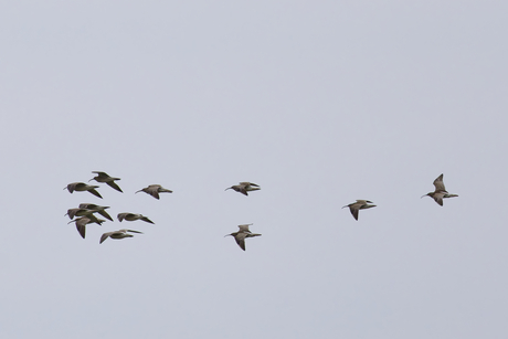 Een vlucht regenwulpen