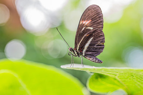 Heliconius melpomene