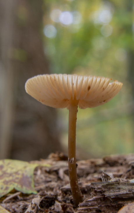 Paddenstoelen