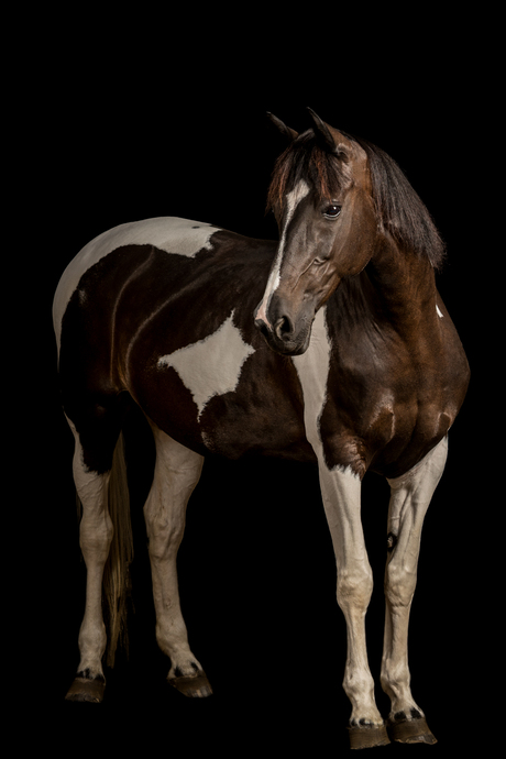 Full body studiofoto paard