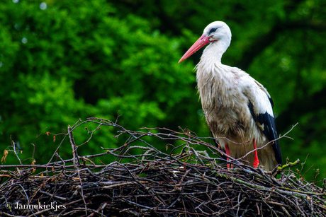 Ooievaar op nest