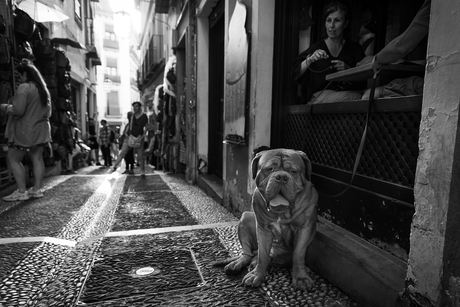 Hond in Granada