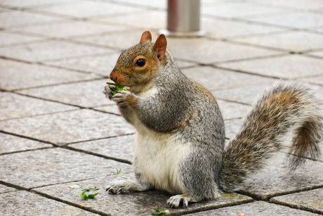 Eekhoorn die rustig eet