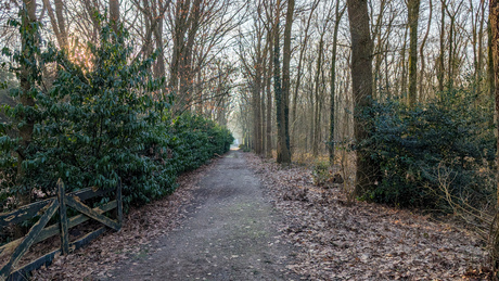 Bos wegje in de vroege ochtend.