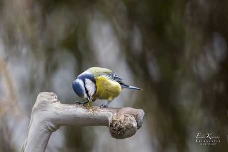 Meelworm op het ontbijt