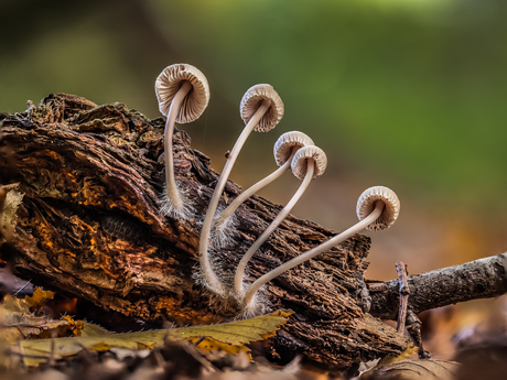 Mycena spec.