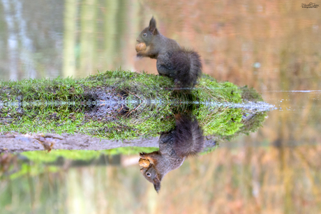 Eekhoorn spiegelbeeld