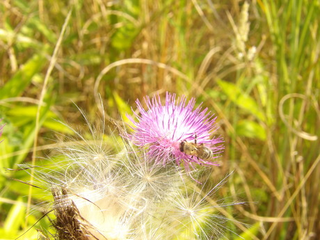 Mijn 1e Macro foto ooit!