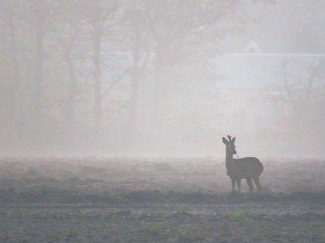 Jonge ree bok in de mist