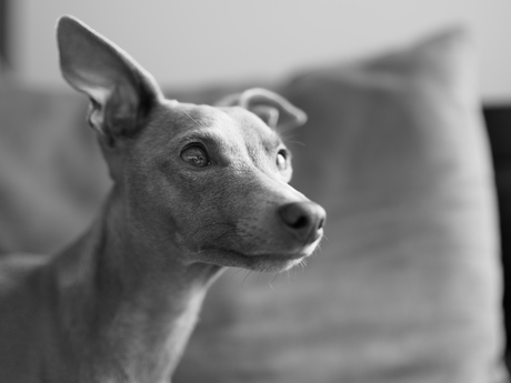 Monochrome greyhound portrait