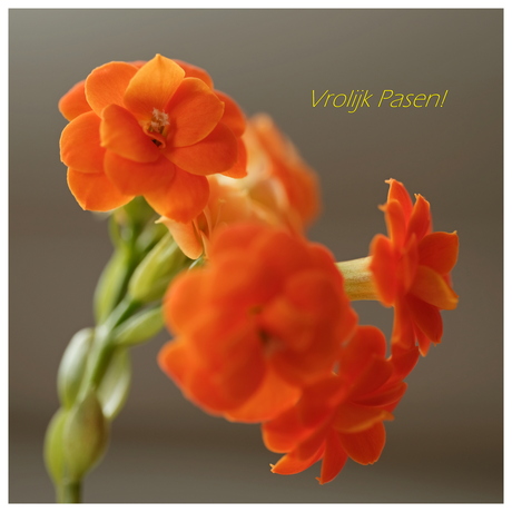 Vrolijk Pasen beste medezoomers!