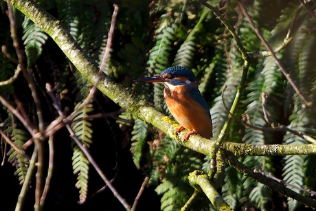 Ijsvogel