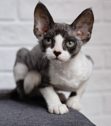 Ozzy ChaGIDAbuba Cattery devon rex 