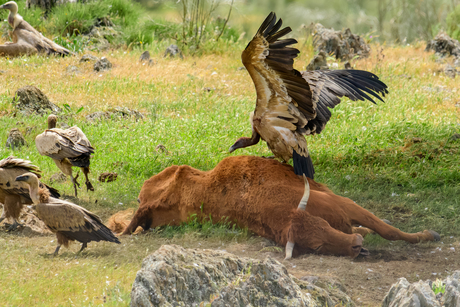 Natuur in Extremadura