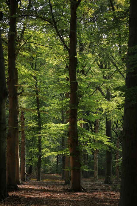 GROEN
