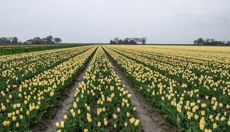 Geel tulpenveld