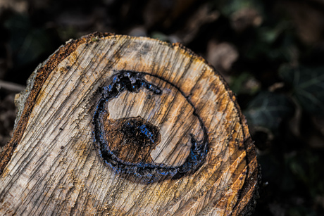 Bomen hebben vreemde geheimen.