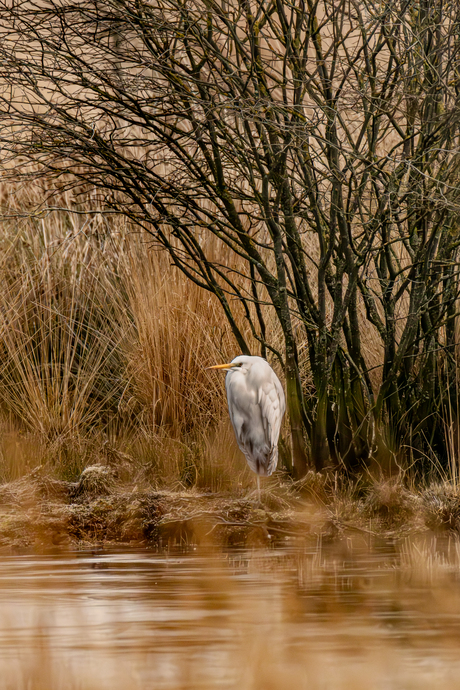 Grote zilverreiger 