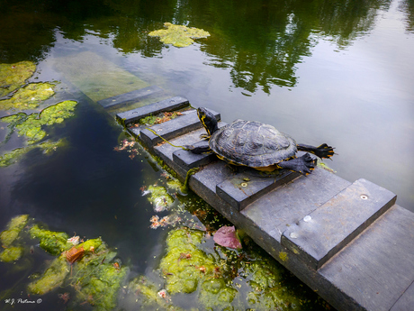 Schildpad. 