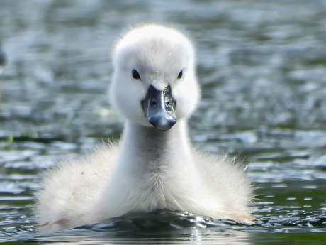 Kleine zwaan 