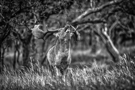 Damhert in de Bronstijd