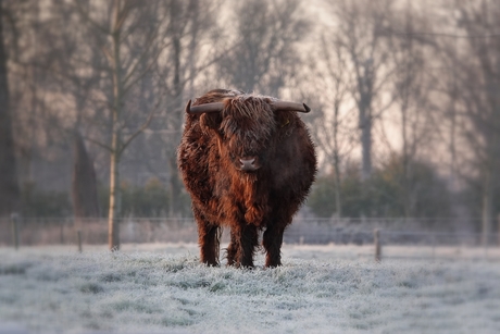 schotse hooglander in de rijp 