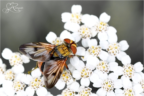 Colors are the smiles of nature