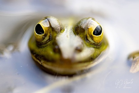 Als een kikker in het water