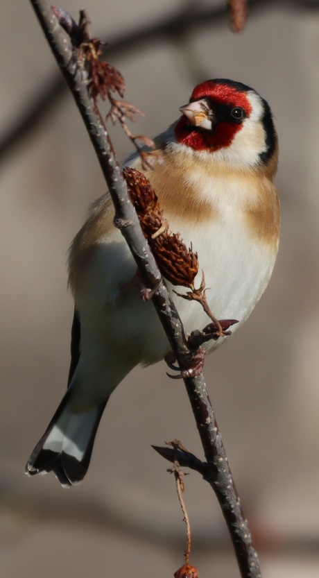 Goldfinch 