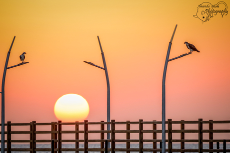 Twee Visarenden met zonsopgang