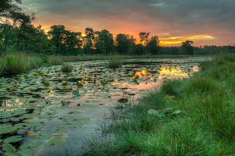 Vroege kleuren