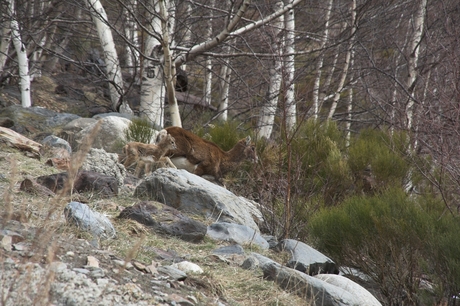 Moeder en kind in Andorra