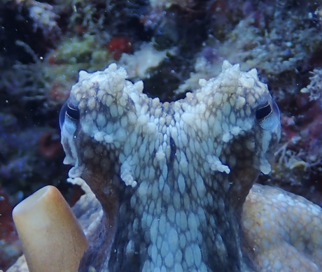 Nieuwsgierige Octopus