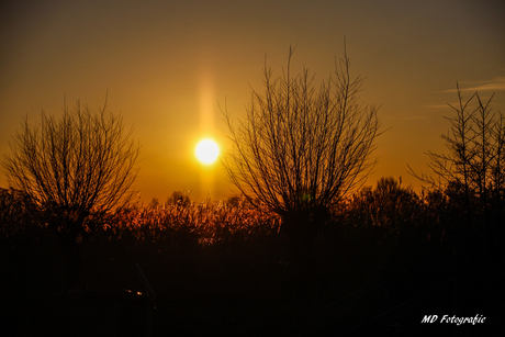 Zonnegloed op Riet