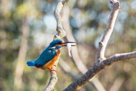 IJsvogel