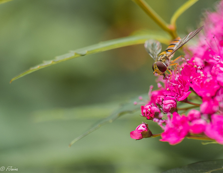 Pink ribbon