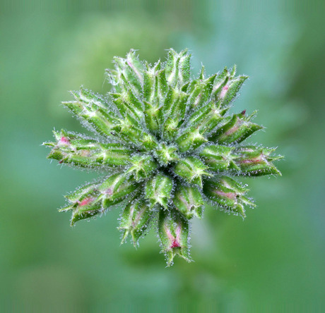 focus stacking 2