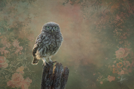 Steenuiltje in klassieke, bloemrijke setting