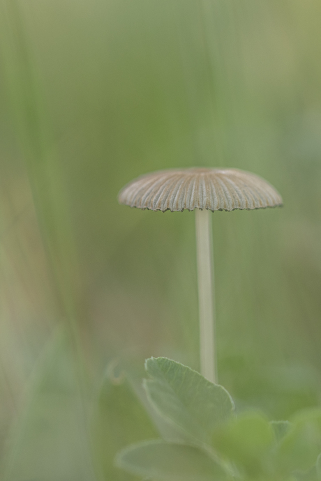 Parasol in de "mist"