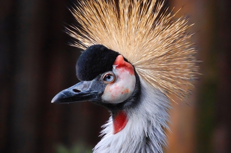 Grijze Kroonkraanvogel