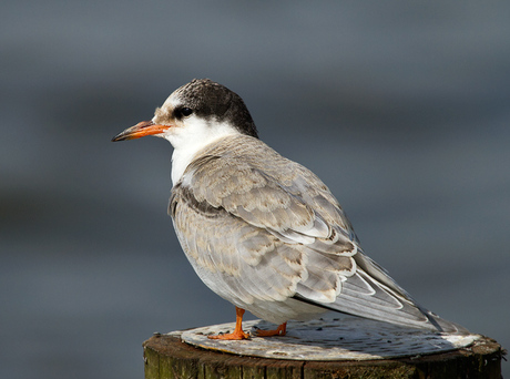 Visdief Sterna hirundo