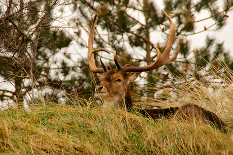 Lekker lui voor de deur